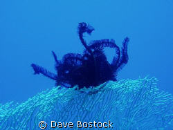 took this s it looked so delicate now my wall paper on my... by Dave Bostock 